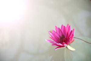 Are Lotus365 Review Review 2027: Bonus, App, Withdrawal Tested